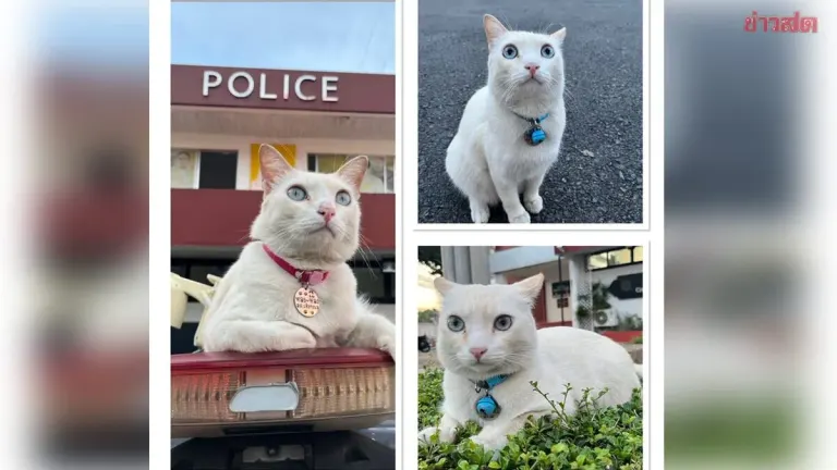 Police Seek Missing Precinct Cat Khlong Long