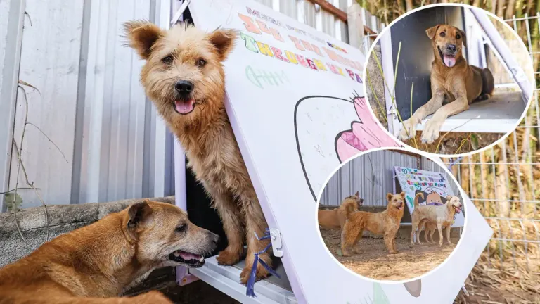 Small Friends – Safe Shelter for Stray Animals