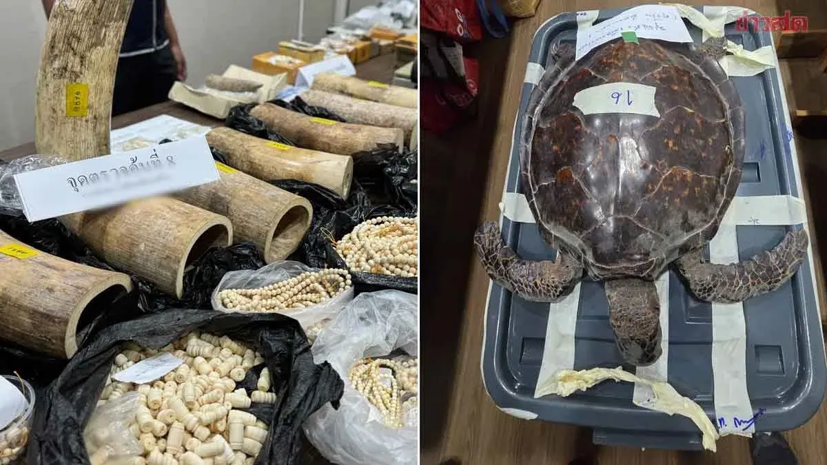 Nine Suspects Arrested in Illegal Wildlife Trafficking: Nearly 10 Million Baht in Elephant Tusks and Pangolin Scales Seized