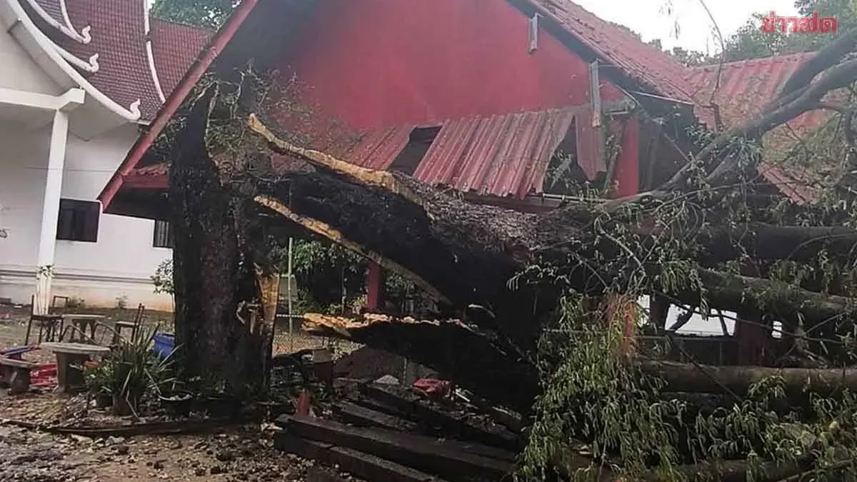 Summer Storm Topples Hundred-Year-Old Tamarind Tree, Crushing Ancient Sala Sheltering 1,300-Year-Old Reclining Buddha at Wat Phra Chao Tho