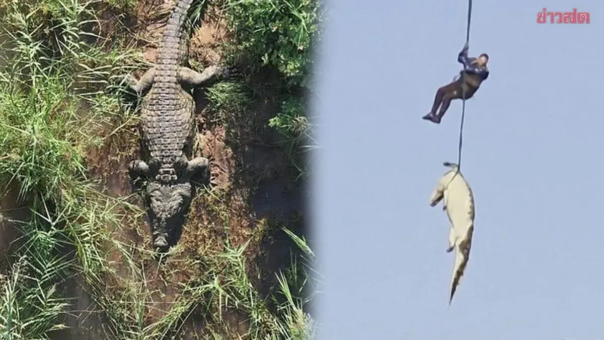 Shocking: South African Police Autopsy Giant Crocodile, Discover Human Remains and Six Pairs of Shoes