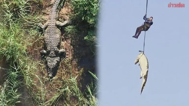 Shocking: South African Police Autopsy Giant Crocodile, Discover Human Remains and Six Pairs of Shoes