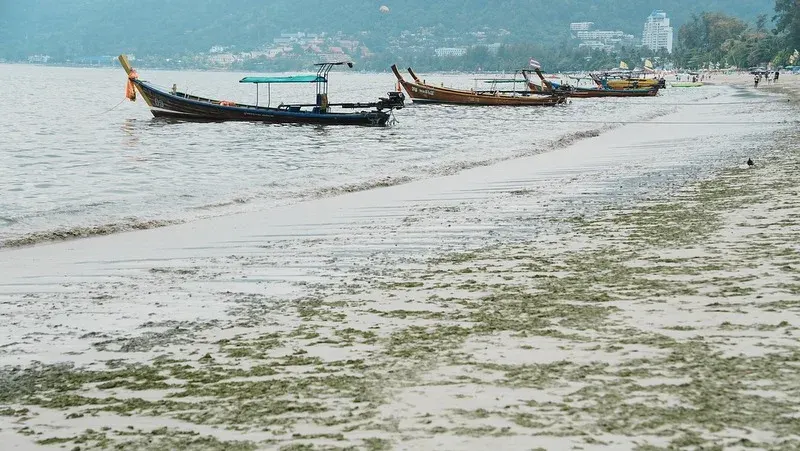 ‘Seaweed’ returns to Patong Beach