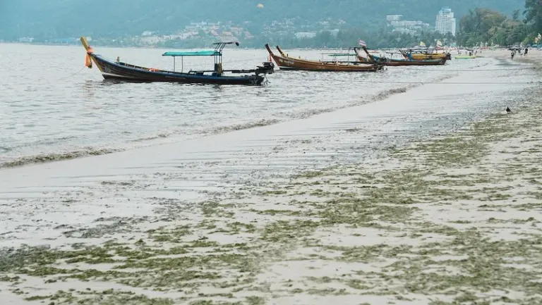 ‘Seaweed’ returns to Patong Beach
