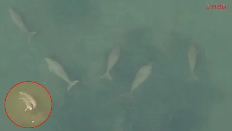 Survey Finds 16 Dugongs Off Trang Coast