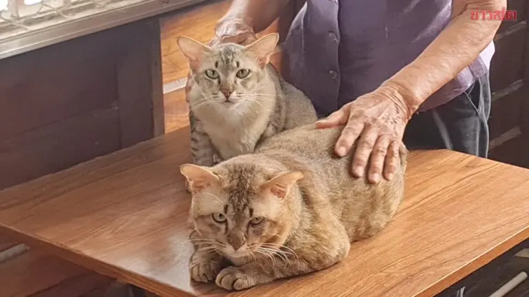 81-Year-Old Woman Spends 1 Million Baht to Buy a House for 4 Stray Cats