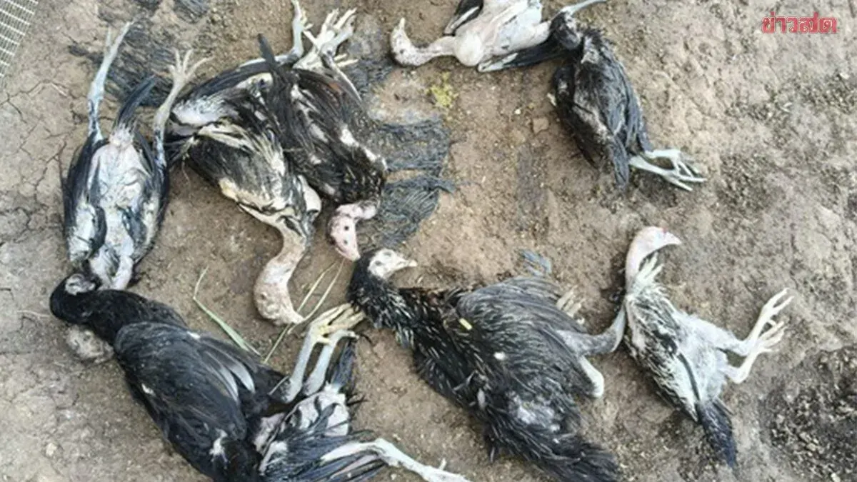 Cockfarm Owner Seeks Justice After Dog Kills 40 Birds
