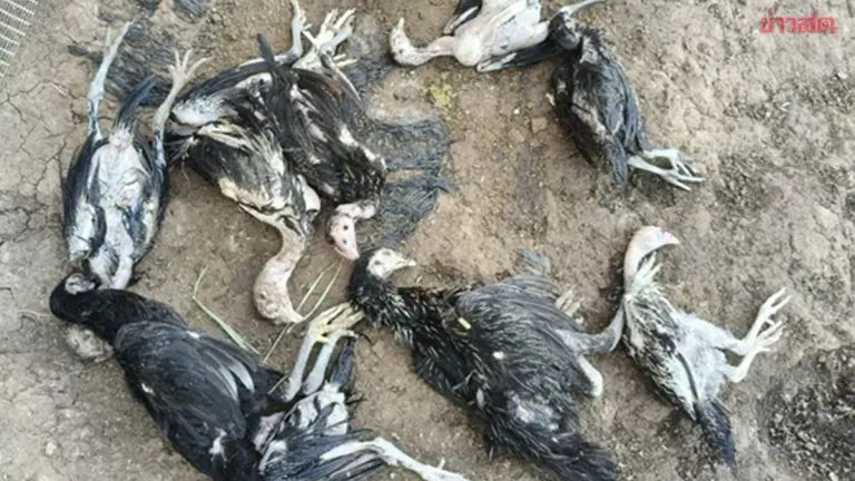 Cockfarm Owner Seeks Justice After Dog Kills 40 Birds