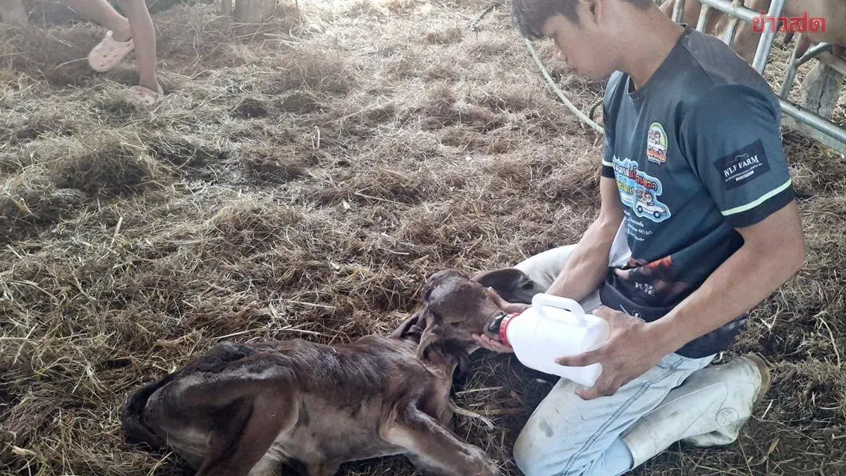 Crowds Flock to See Two-Headed Calf Still Alive; Lottery Number Analysis for This Draw