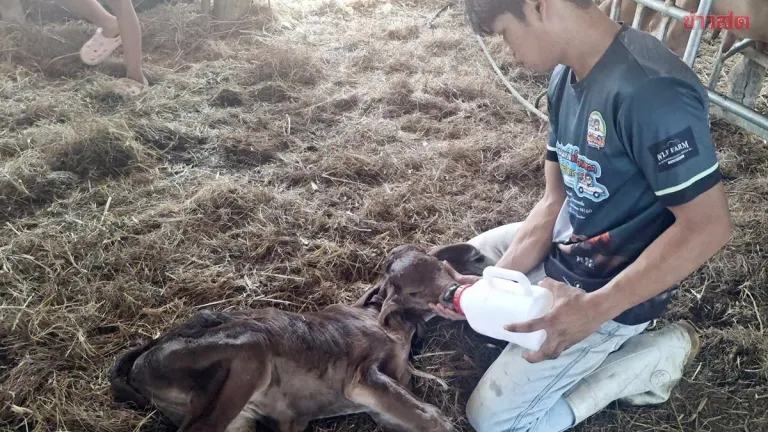 Crowds Flock to See Two-Headed Calf Still Alive; Lottery Number Analysis for This Draw