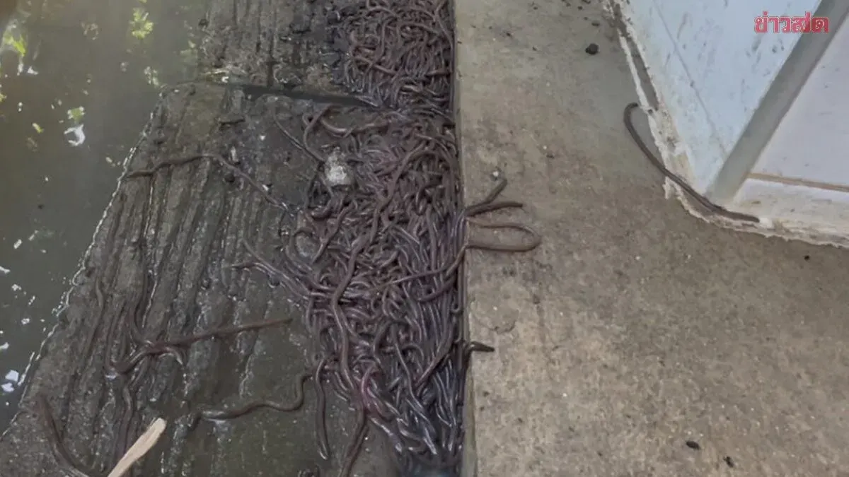 Dam Release Floods Chainat Home, Earthworms Invade Yard