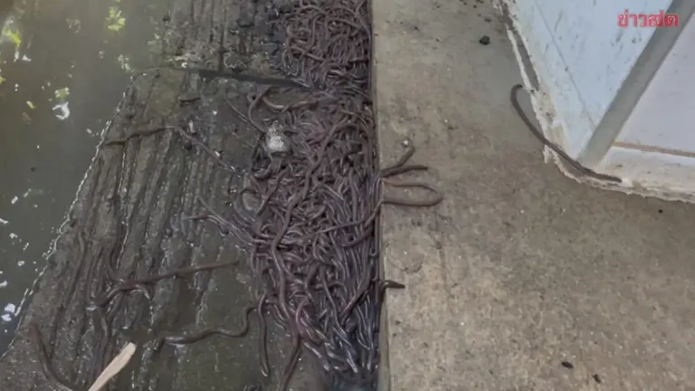 Dam Release Floods Chainat Home, Earthworms Invade Yard