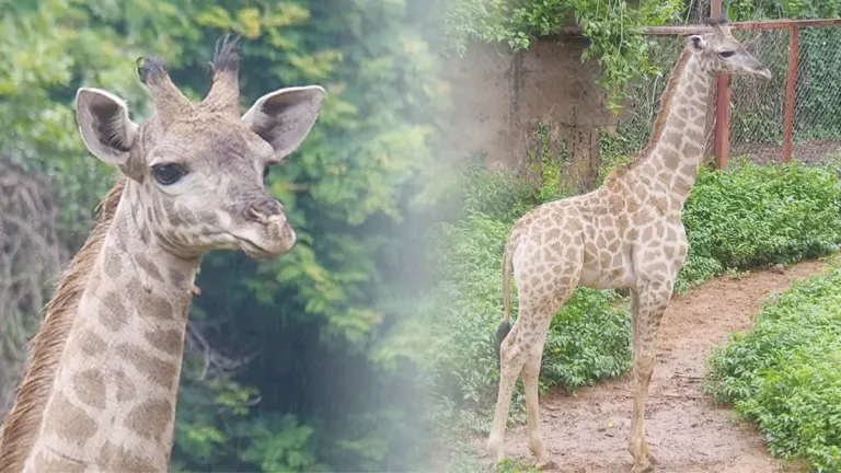 Khon Kaen Zoo Welcomes Baby Giraffe