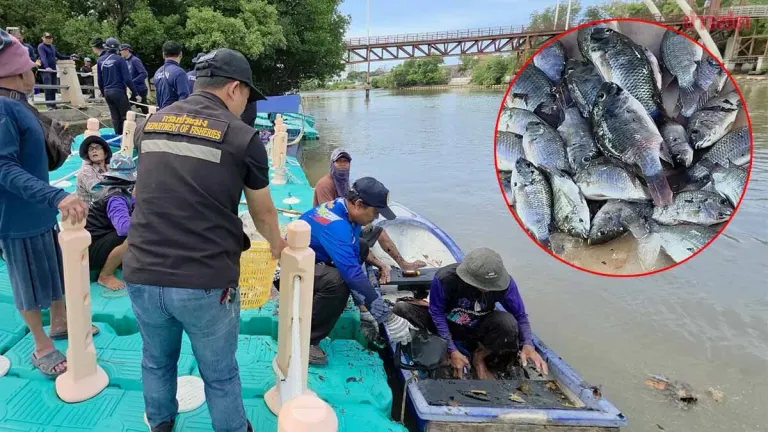 Rayong Fisheries Launch Blackchin Tilapia Culling Drive