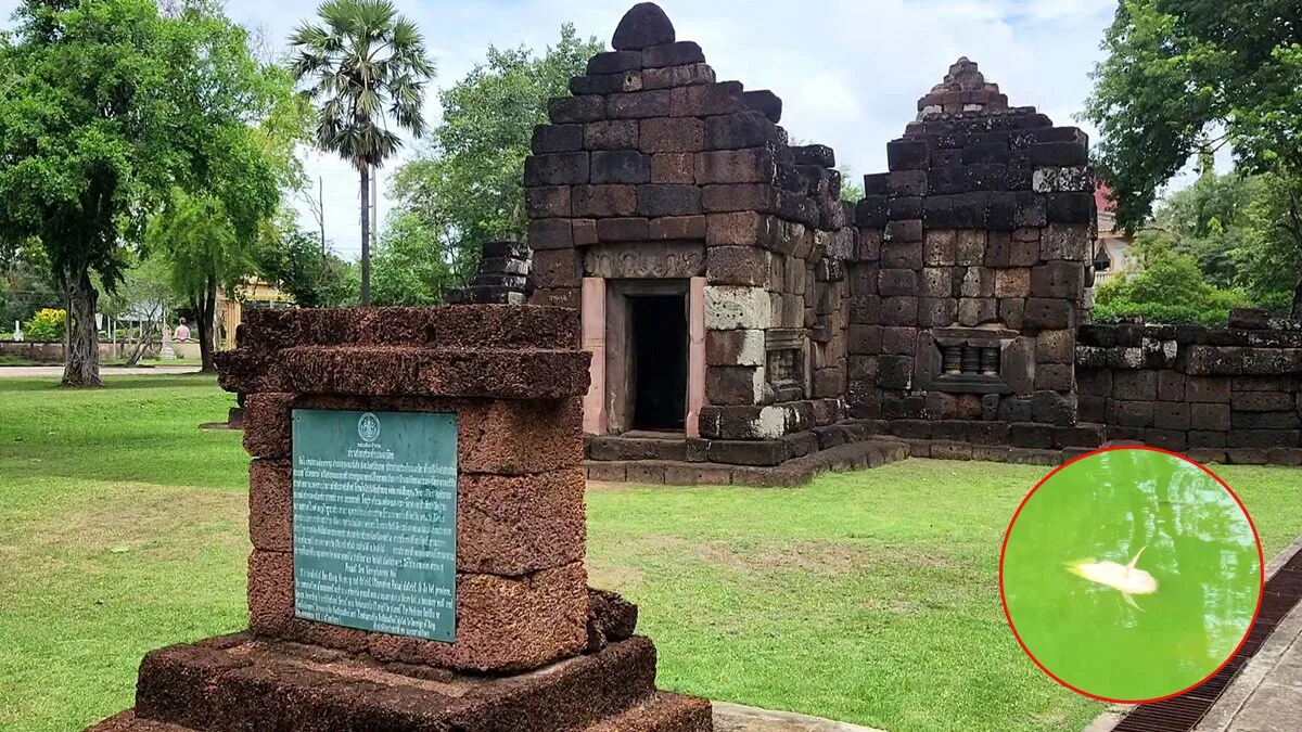 Ancient Khmer Temple Pond Dries Up, Fish Die