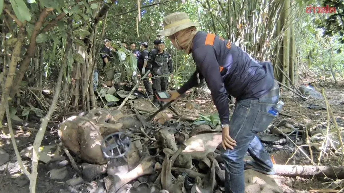 Wild Elephant Carcass Found in Khao Yai Forest—Tusks Missing, Director Orders Investigation