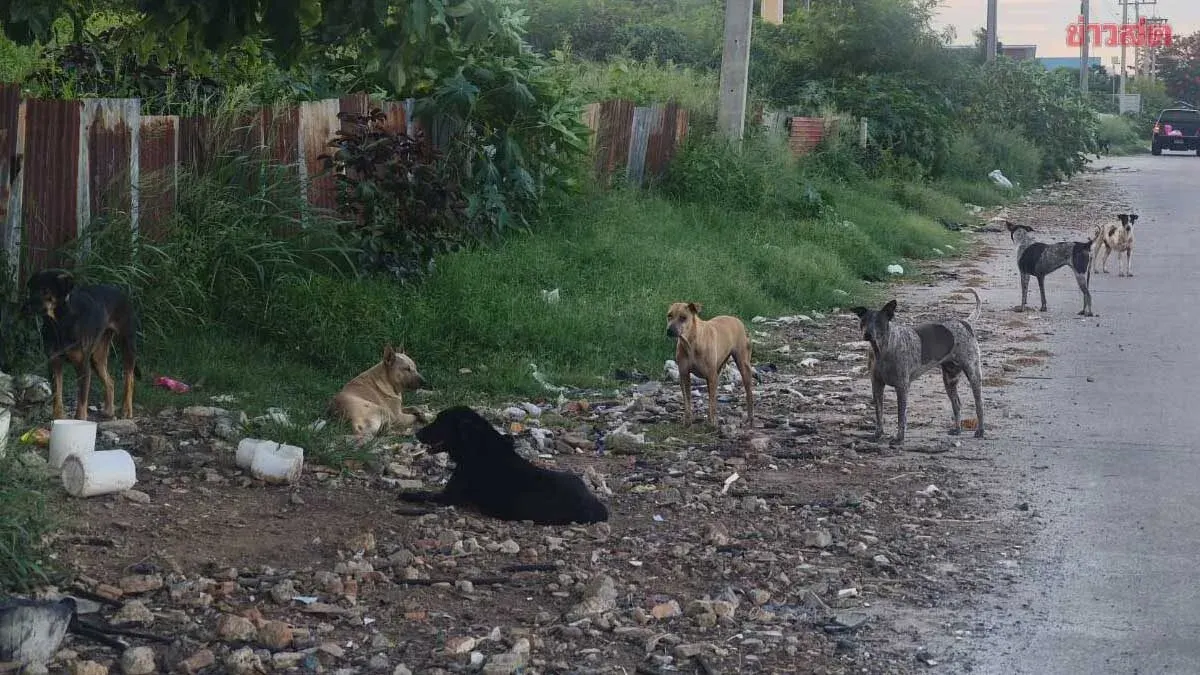 Nakhon Ratchasima Warns Four Subdistricts of Rabid Dog Exposure
