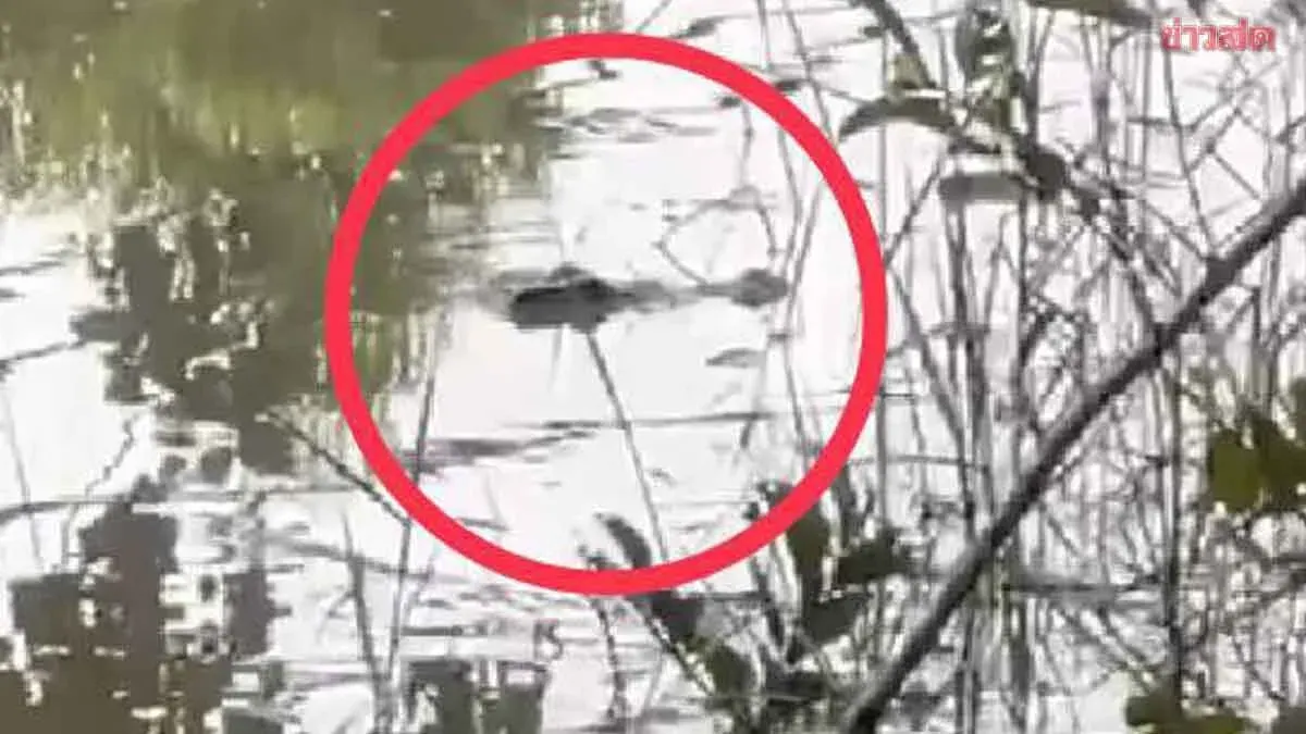Floods in Prachinburi Spur Crocodile Sightings, One Death