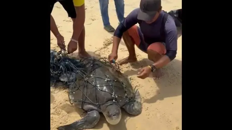 Green Sea Turtle Freed From Ghost Net Off Karon
