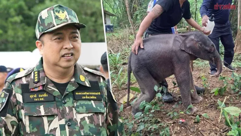 Minister Orders Full Veterinary Care for Orphaned Baby Elephant