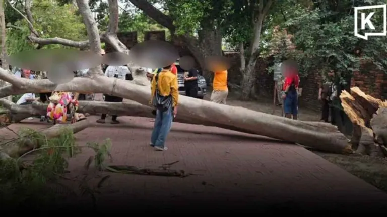 Tree Falls at Historic Ayutthaya Temple, Injuring Four Tourists