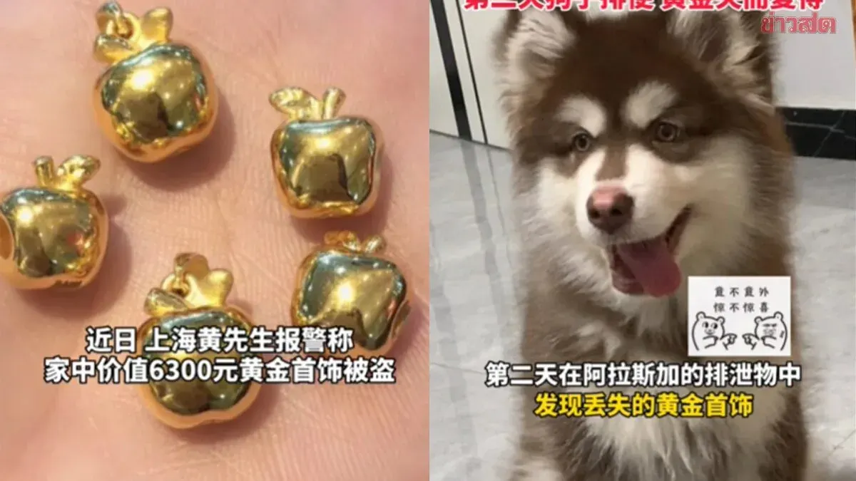 Chinese Man Reports to Police After Gold Jewelry Goes Missing—Turns Out His Dog Was the Culprit