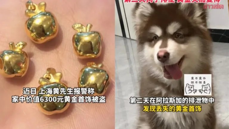 Chinese Man Reports to Police After Gold Jewelry Goes Missing—Turns Out His Dog Was the Culprit