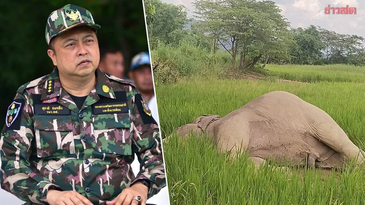 Minister Orders Probe Into Wild Elephant Death in Loei