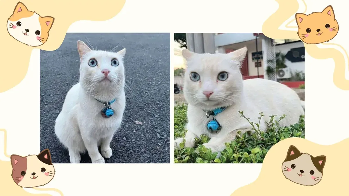 Police Station's Missing Cat Mascot Found Safe