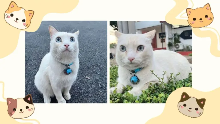 Police Station's Missing Cat Mascot Found Safe