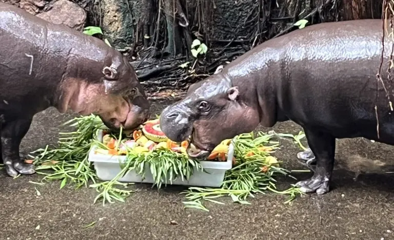 Khao Khiao Open Zoo Celebrates 14th Birthday of 'Moo Manao' with Giant Fruit Cake for Adorable Couple 'Moo Toon'