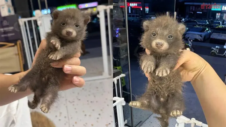 Groomer Stumped: Customer Brings Mysterious Animal for Bath, Asks What Breed It Is