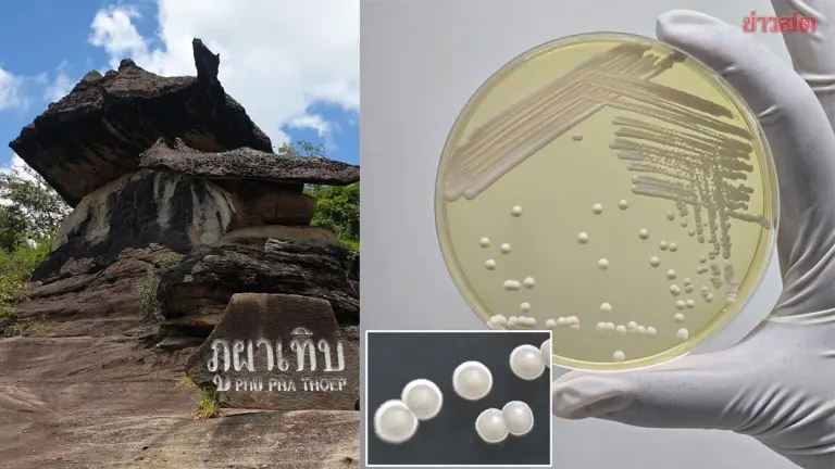 Thai University Discovers New Yeast Species from Forest