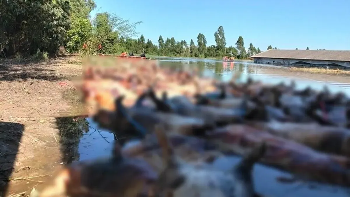 Officials Retrieve Over 2,000 Flooded Pig Carcasses on Second Day