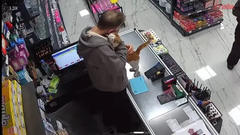Heartwarming Beyond Measure! Stray Cat Never Forgets Her Rescuer, Hugs Him Every Day