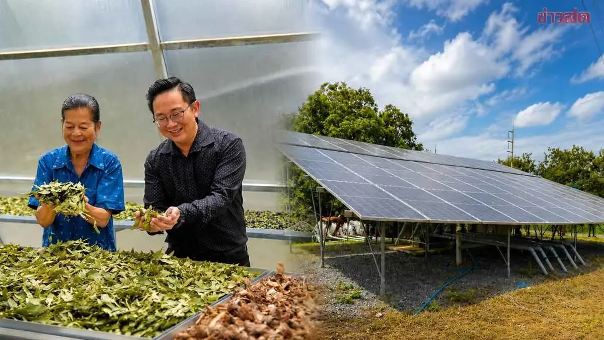 Clean Energy Powers Rural Herb Business in Ang Thong