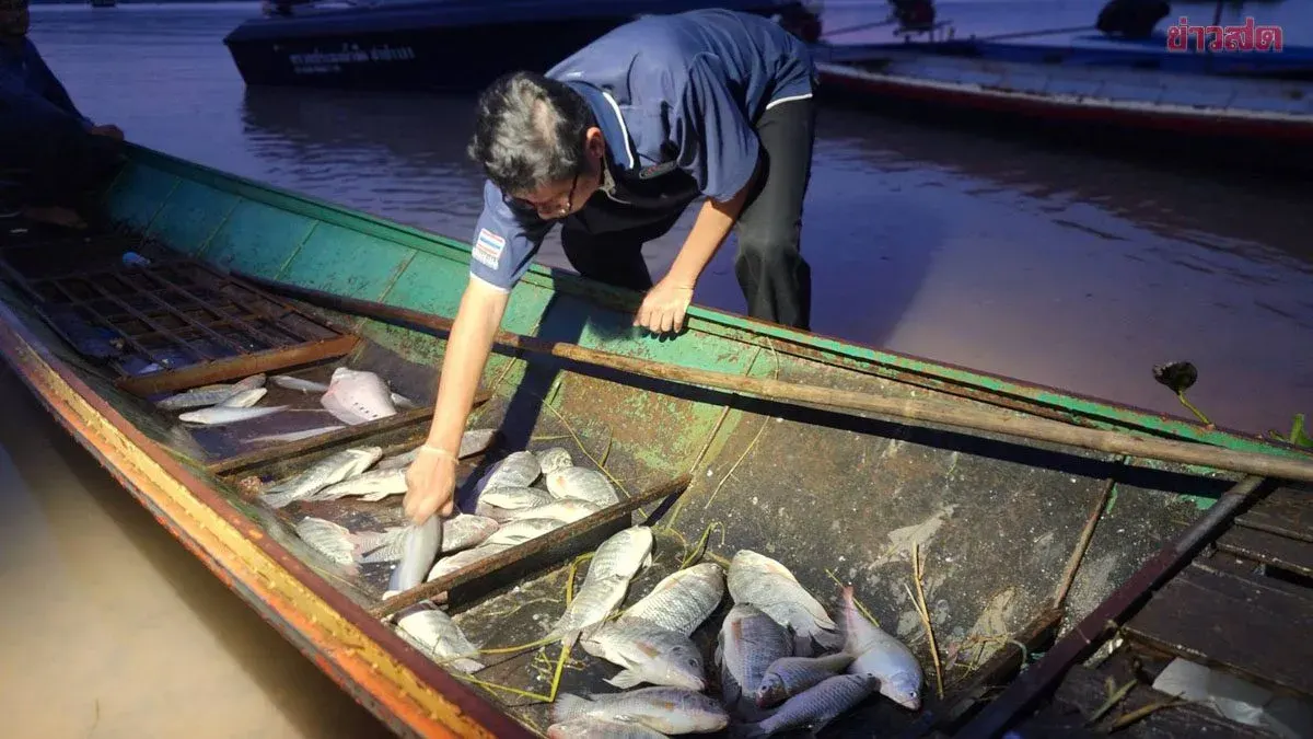 Fisheries Department Finds No Black-Chin Fish at Lam Pao Dam