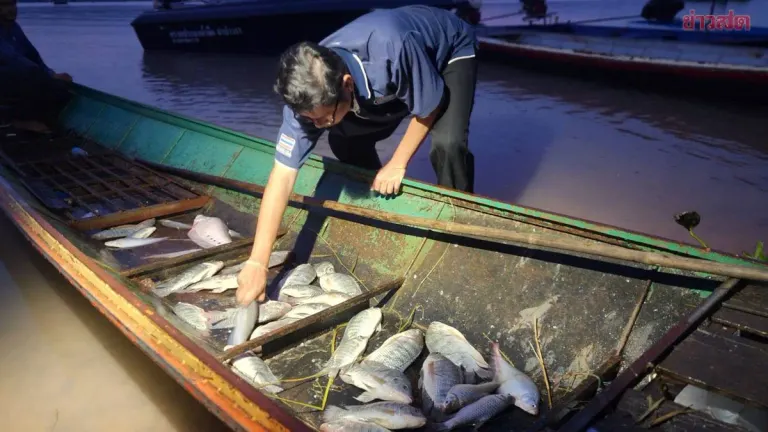 Fisheries Department Finds No Black-Chin Fish at Lam Pao Dam