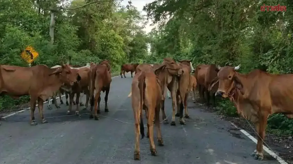 Sa Kaew Animal Checkpoint Seizes 43 Smuggled Cattle Headed for Thailand-Cambodia Border
