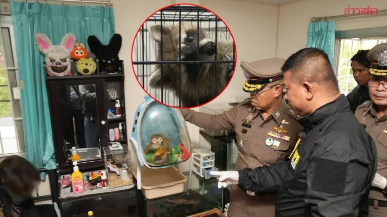 Police Chief Announces Arrest of Husband and Wife Exotic Animal Thieves; Room Search Yields Dozens of Animals—Suspects Claim They Were for Personal Collection, Not Sale