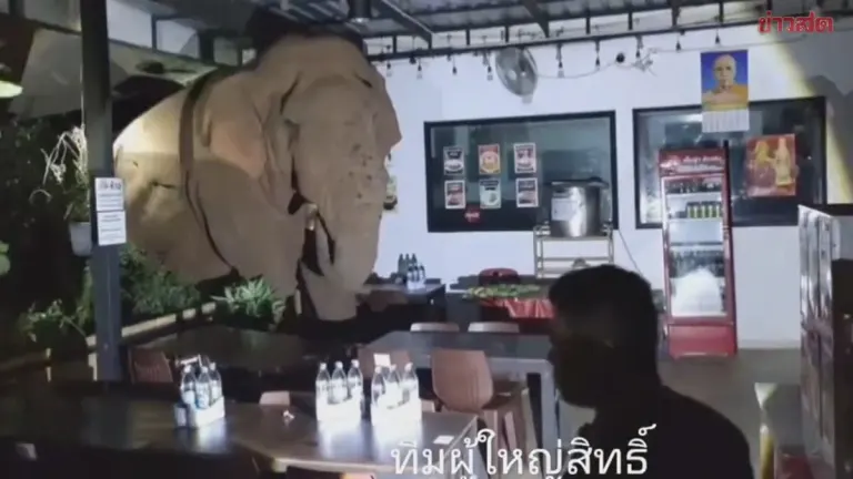 Wild Elephant Raids Restaurant, Damages Property in Nakhon Ratchasima