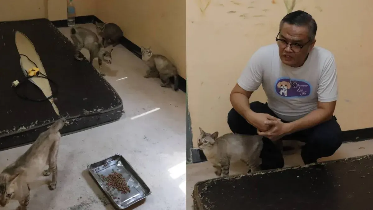 TSPCA Rescues 25 Abandoned Cats in Phetchkasem Area as Owner Faces Legal Issues