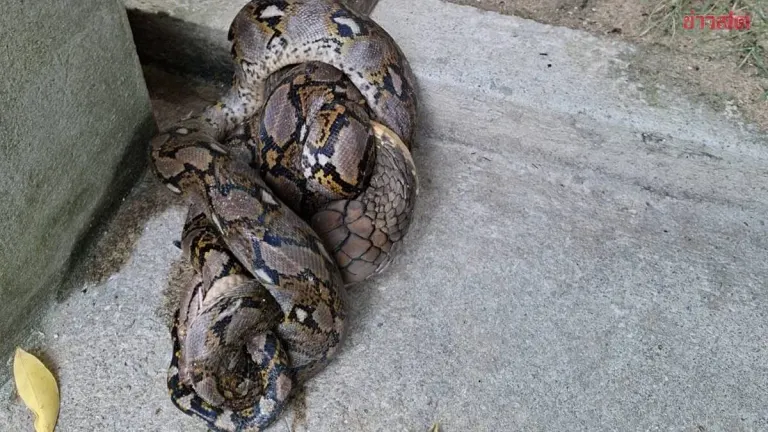King Cobra Constricts Rat Snake at Koh Phangan Resort