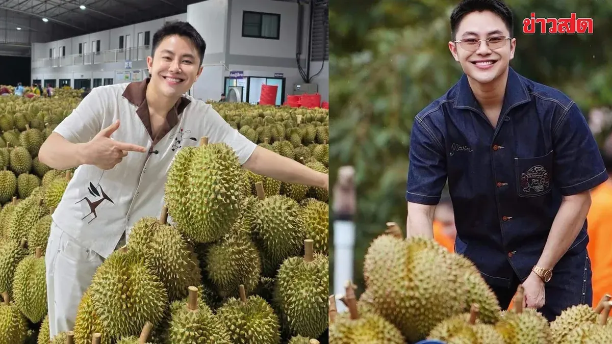 Win Willan Drops Another Shocking Deal! Raids Chanthaburi Durian Orchards with Export-Grade Fruit at Bargain Prices