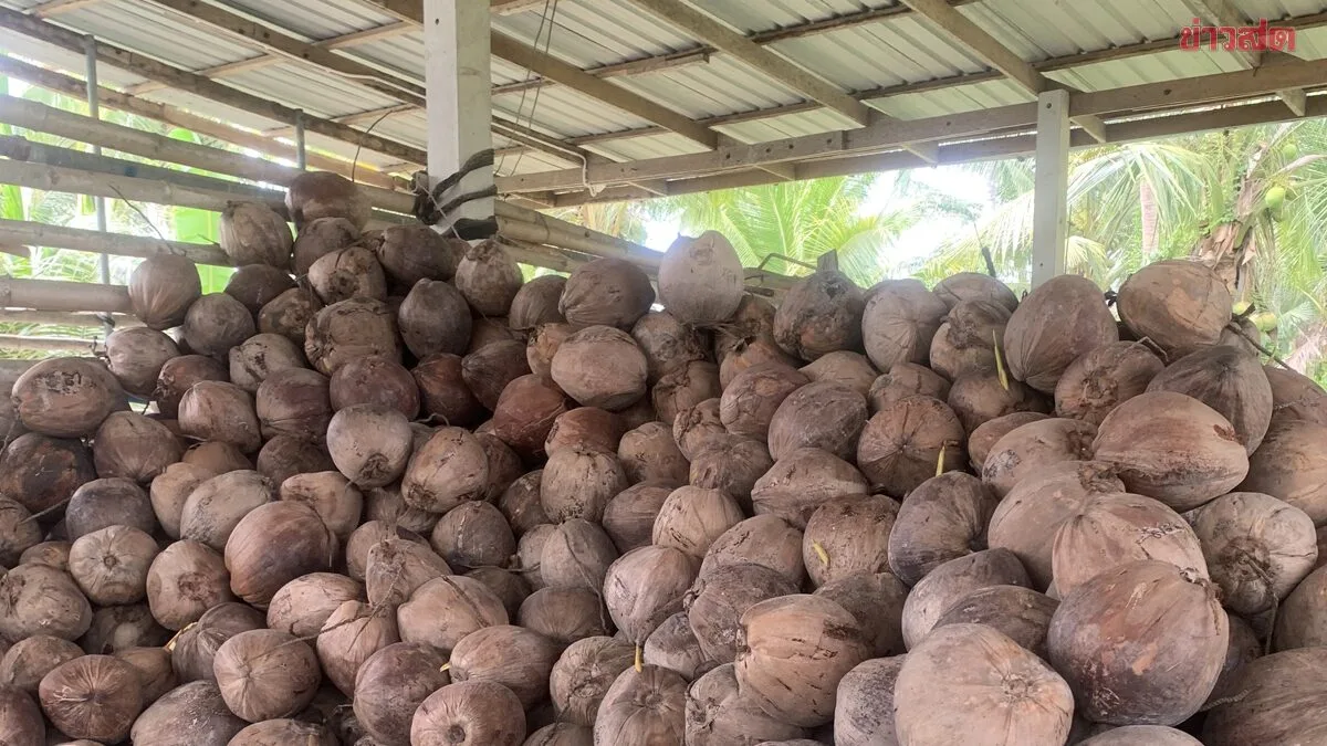 Coconut Farmers Deny Government Aid, Demand Truthfulness