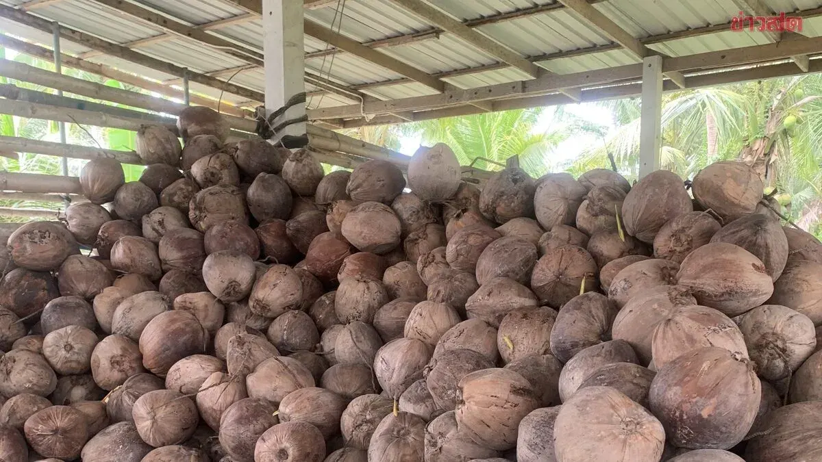 Coconut Farmers Deny Government Aid, Demand Truthfulness