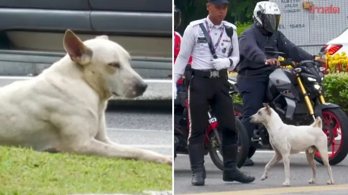 Stray Dog Traffic Police Assistant Shows Up Every Day, Even Before Staff—Hard Work Earns New Life