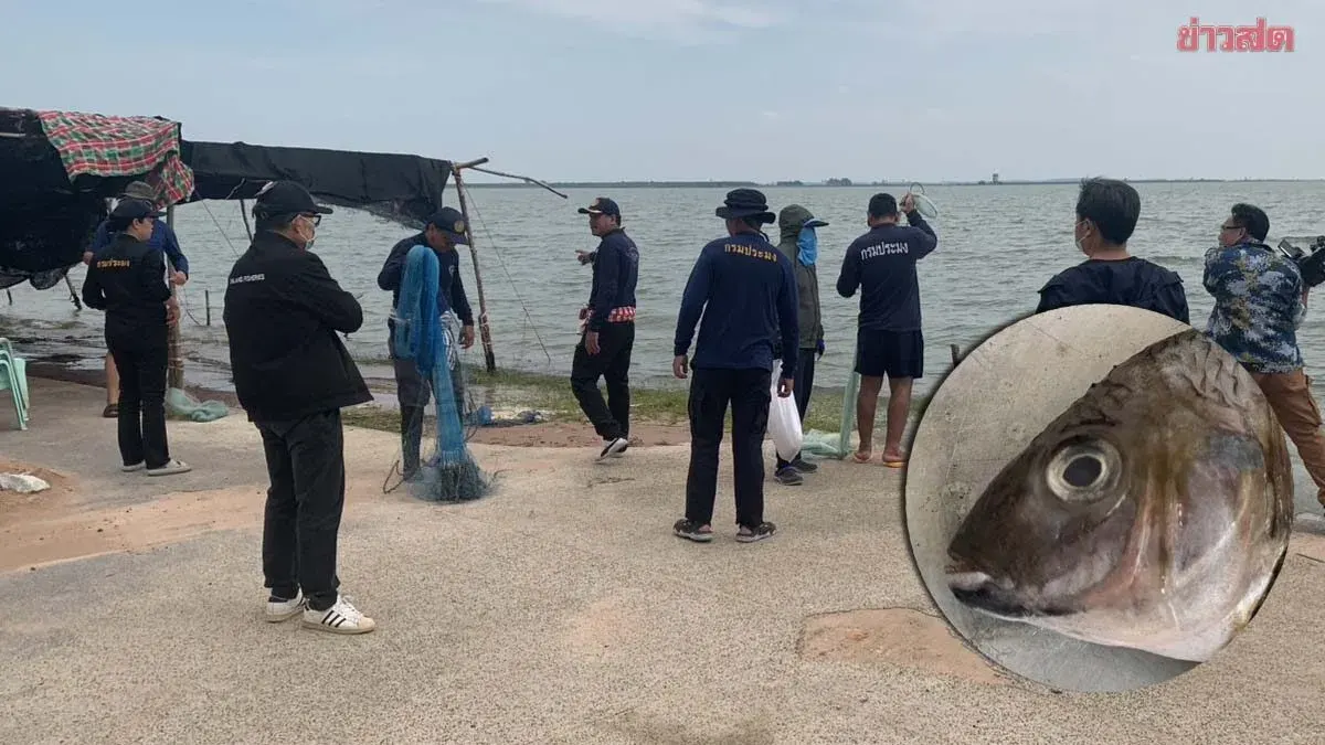 Twelve Black-Chin Catfish Found in Lam Pao Dam