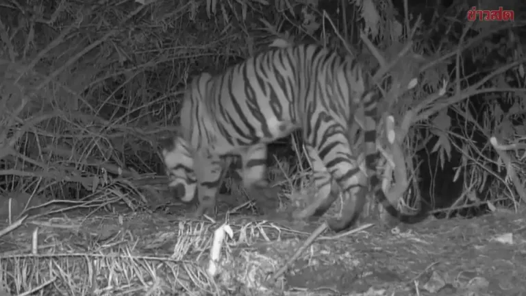 Young Tiger Identified in Park Official's Death