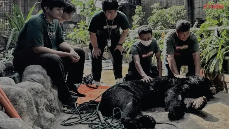 Pata Zoo Announces Death of Thailand's Oldest Asiatic Black Bear